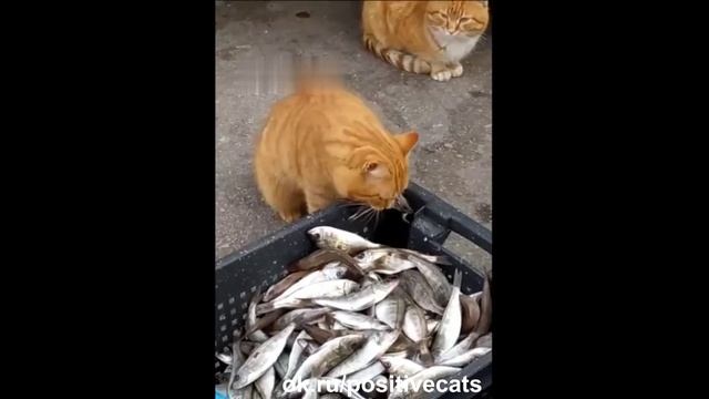 Кот-добряк стащил рыбу и отдал ее собрату...