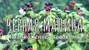 Размножение черной малины отводками