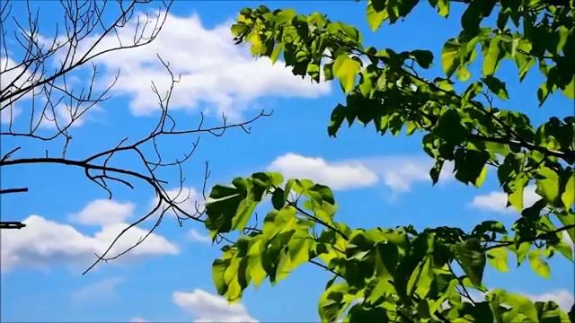 Вам помогут старинные Дедушкины рецепты если вы...И простатит и мочевой пузырь станут как новые