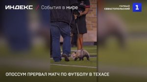 Опоссум прервал матч по футболу в Техасе