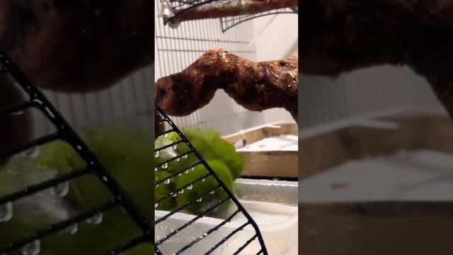 Бетти, попугай Монах Квакер обожает купаться??? #смешныепопугаи #смешныеживотные #попугаи