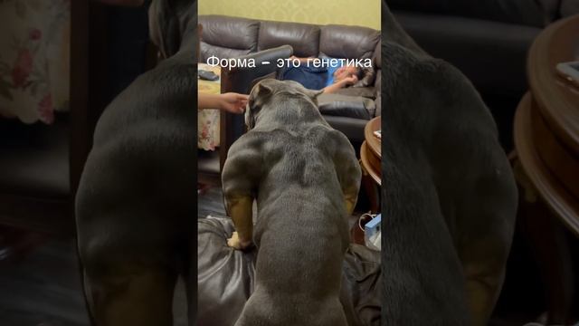 Американский булли. Мускулистая Собака. Атлет #bully #cute #cutedog #animals #shorts #dog #youtube