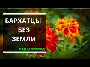 Выращивание рассады бархатцев в домашних условиях