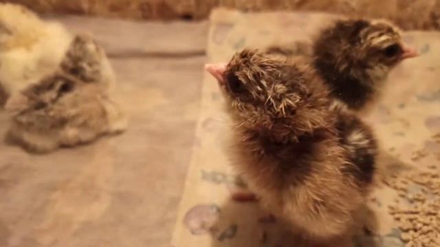 Цыплята новая порода. Помесь брама и Аям Чемани смотреть онлайн