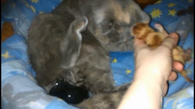 Первые роды шотландской вислоухой кошки