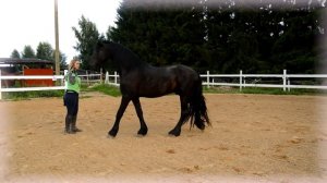 Wester Фризская лошадь. конный блог. Тренировка