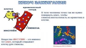 ЗАМЕНИТЕЛЬ САХАРА СТЕВИЯ.ПОЛЬЗА И ВРЕД.