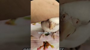 Питомник BRIGHT BIRDS. Новосибирск