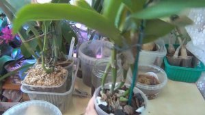 Каттлея (Rth.Varut Startrack 'Golden Tiger') История от получения до цветения. Май и сентябрь 2022