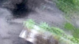 Пересадка земляники "Барон Солемахер"