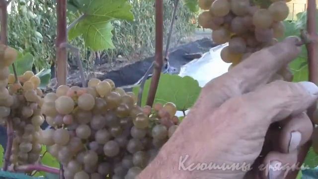 Созревающий виноград. Платовский и Кодрянка смотреть онлайн