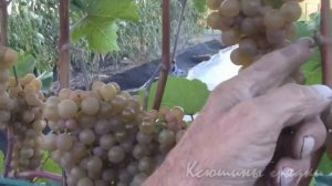 Созревающий виноград. Платовский и Кодрянка