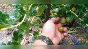 Крыжовник Финский красный