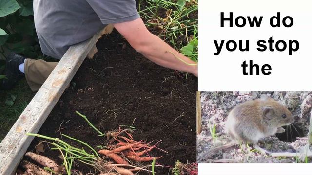 First SWEET POTATO Harvest 2020 / Voles ATTACK | Sweet Potatoes for WINTER | Zone 5 Urban Homestead