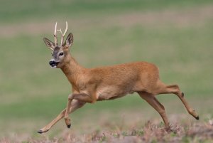 НАШЁЛ КАМЕРУ ПУГЛИВЫЙ НО ОЧЕНЬ ВНИМАТЕЛЬНЫЙ СИБИРСКИЙ КОЗЁЛ.mp4
