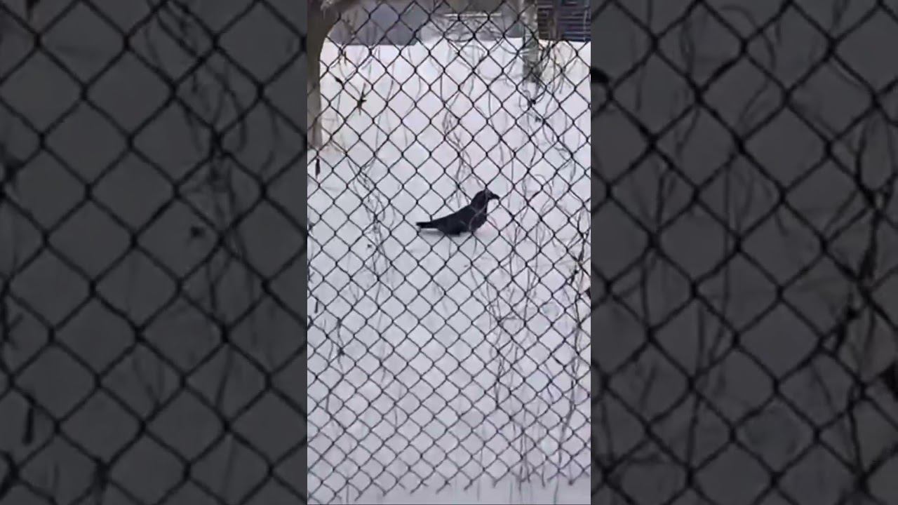 Друзья, подскажите, не ручной ли ворон у кого-то гуляет по Карболиту? К людям лоялен и не боится смотреть онлайн