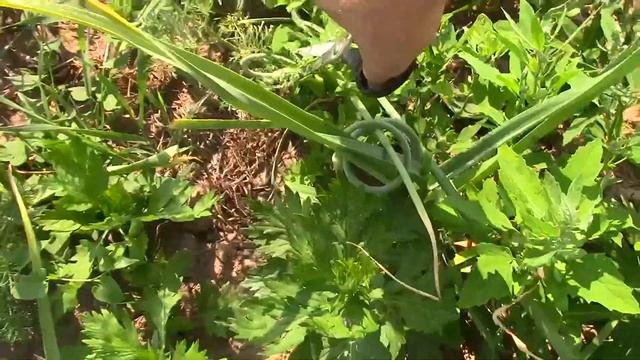 Как увеличить урожай чеснока и когда обрывать стрелку?!