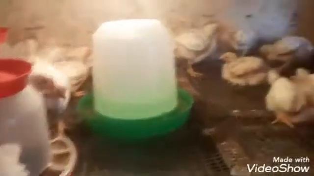 Кобб 500 Чехия . Бройлер. смотреть онлайн