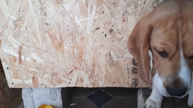 тёплая будка для биглей смотреть онлайн