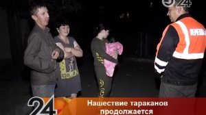 Нашествие тараканов в Казани: жители сами способствуют распространению насекомых