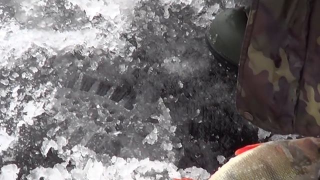 Как ловить окуня зимой? Тонкости ловли окуня со льда зимой. Прикормка окуня зимой.