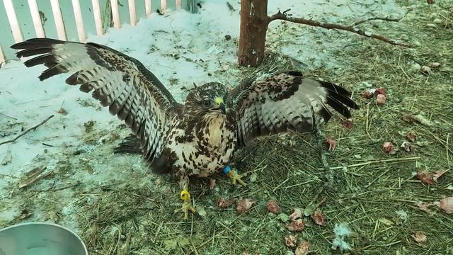 Стрессируем канюков смотреть онлайн