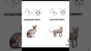Различия между КАНАДСКИМ И ДОНСКИМ СФИНКСОМ!!! #рекомендации #рек #надежда #удача #говрек