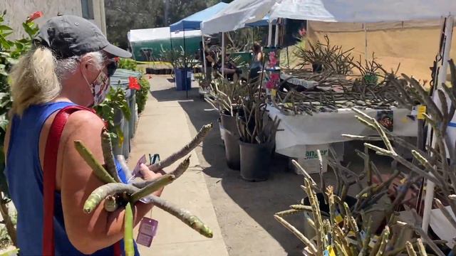 США plumeria pelargonium bromeliads😉 смотреть онлайн