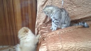 Померанский шпиц и шотландская кошка Pomeranian and Scottish cat