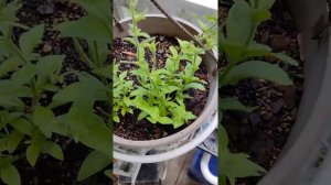 Petunia Seeds And Seedlings Update