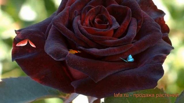 Роза чайно-гибридная Блэк Баккара (black baccara) ? обзор: как сажать, саженцы розы Блэк Баккара