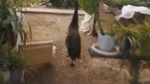 Страусы ЭМУ ::: Жизнь с большими птицами)) #Страусы #СтраусЭМУ #Emu Ostrich #Ostrich