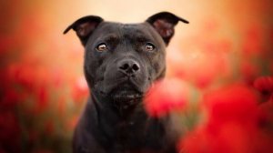 ТОП 10 собак - компаньонов для семьи