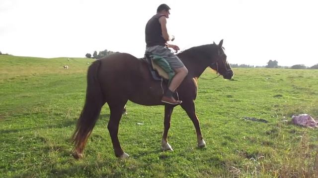 Русская глубинка прекрасна! [прогулка на коне по полю с коровами] смотреть онлайн