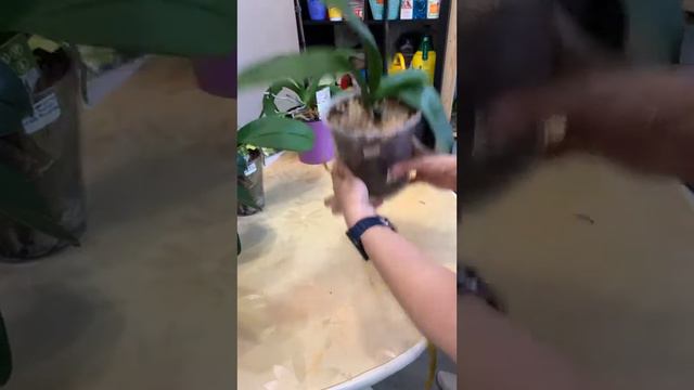 Мои большие орхидеи