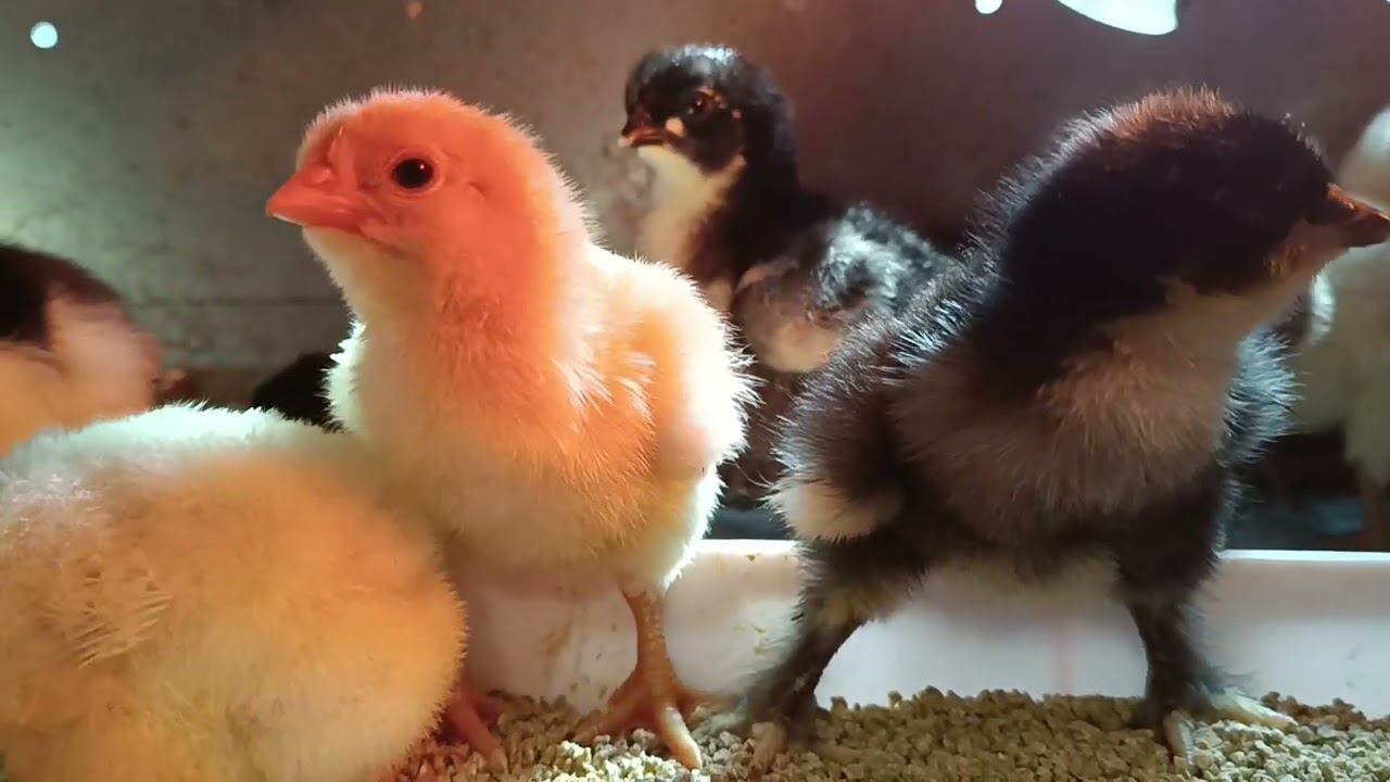 Осенний вывод цыплят) смотреть онлайн