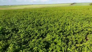 Выращивание горчицы белой