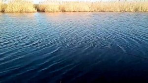 На реке Ея. Краснодарский край.