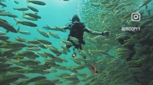 Дайвинг в Тайланде