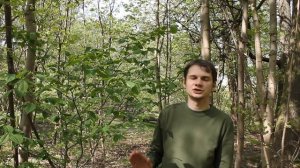 Вязово-смородинная тля – паразит корней смородины