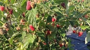 Атлант - прекрасный ранний ремонтантный сорт малины! 20.08.2021 г.Омск