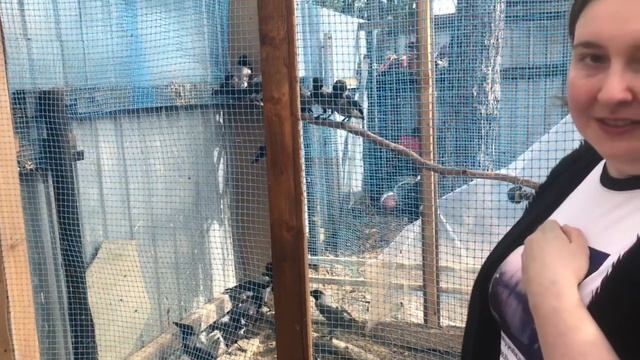 Мы в гостях - Ногинск, Центр помощи птицам «Дно болота» смотреть онлайн