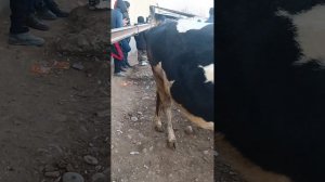 молбозори Исфара нархи молхо