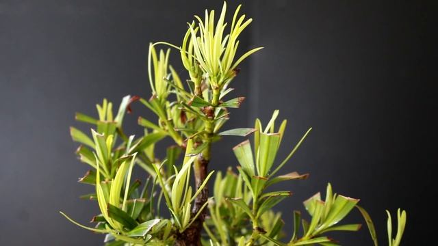 Podocarpus Bonsai Update, July 2016 смотреть онлайн