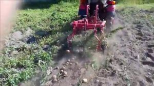 МТЗ 152 (16" колеса) с картофелекопалкой