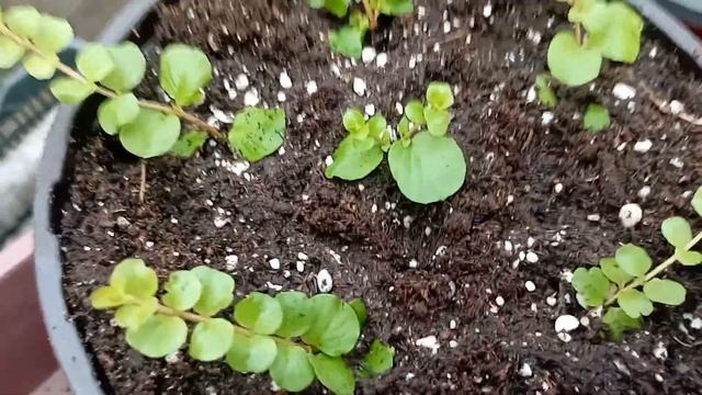 Вербейник монетчатый : для кашпо смотреть онлайн