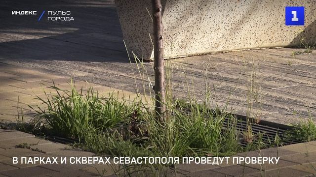 В парках и скверах Севастополя проведут проверку