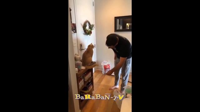 ? Коты любят чистоту! ? Самые смешные коты и котята для хорошего настроения! ? смотреть онлайн