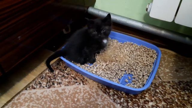 Кошеня починає ходити на лоток 😁 смотреть онлайн