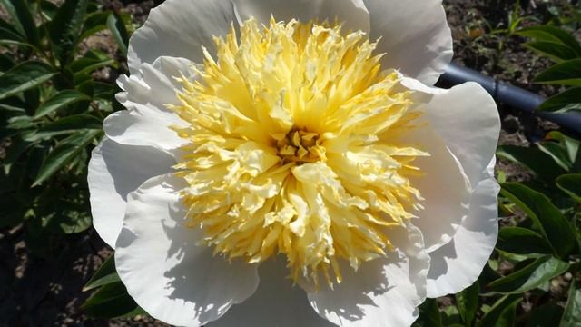 Пион DREAM MIST смотреть онлайн